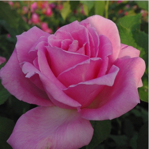 Rose argenté - rosiers hybrides de thé